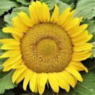 Yellow Pygmy Sunflower 50 Seeds Fresh Garden