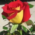 Yellow Red Rose 10 Seeds Flower Bush Perennial Flowers Fresh Garden