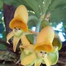 Yellow Sun Orchids Flowers Garden Plant 50 Authentic Seeds Fresh Garden