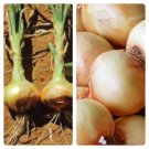 Yellow Sweet Spanish Onion 50 Seeds Fresh Garden