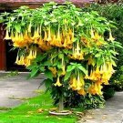 Yellow Trumpetbush 20 Seeds To Grow Rare And Exotic Yellow Trumpet Bush Fresh Garden