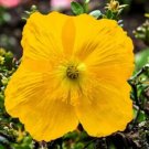 Yellow Welsh Poppy Meconopsis Papaver Cambricum Perennial Flower 15 Seeds Fresh Garden