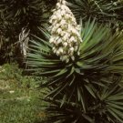 Yucca Aloifolia Tree Yucca 5 Authentic Seeds Hardy Exotic Fresh Garden Yucca Aloifolia Tree Yucca 5 Authentic Seeds Hardy Exotic Fresh Garden