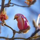 Yulan Magnolia Tree 10 Seeds To Plant Spring Buds Look Like Pink Birds Fresh Garden Yulan Magnolia Tree 10 Seeds To Plant Spring Buds Look Like Pink Birds Fresh Garden