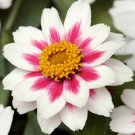 Zahara Starlight Rose Zinnia 10 Seeds Fresh Garden