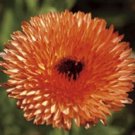 Zeolights Calendula Officinalis Marigold Flower 20 Seeds Combsh Fresh Garden