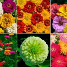 Zin Garden Zinnia Seed Mix 100 Seeds Open Pollinated Fresh Garden