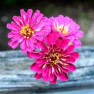 Zinna Seeds Benarys Giant Wine 25 Seeds Per Packet Fresh Garden