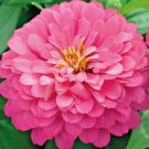 Zinnia Pink Zinnia Flower 100 Authentic Seeds Fresh Garden Zinnia Pink Zinnia Flower 100 Authentic Seeds Fresh Garden