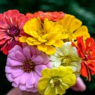 Zinnia Seeds Dahlia Flowered Mix 100 Seeds Open Pollinated Fresh Garden