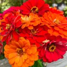 Zinnia Seeds Hot Shot Mix 100 Seeds Per Packet Fresh Garden