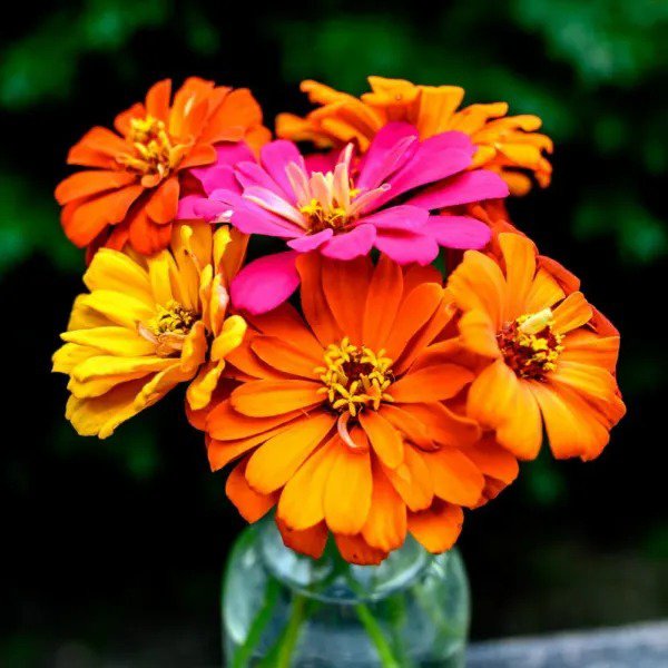 Zinnia Seeds Jim Baggetts Choice Mix 25 Seeds Per Packet Fresh Garden