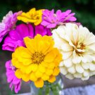 Zinnia Seeds Mardi Gras Mix 100 Seeds Per Packet Fresh Garden Zinnia Seeds Mardi Gras Mix 100 Seeds Per Packet Fresh Garden