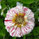 Zinnia Seeds Peppermint Stick Mix 100 Seeds Per Packet Fresh Garden