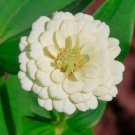 Zinnia Seeds Polar Bear 100 Seeds Open Pollinated Fresh Garden