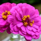 Zinnia Seeds Purple Prince 100 Seeds Open Pollinated Fresh Garden