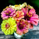 Zinnia Seeds Queen Lime Red 25 Seeds Per Packet Fresh Garden