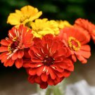 Zinnia Seeds South Of The Border Mix 100 Seeds Open Pollinated Fresh Garden