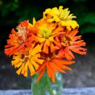 Zinnia Seeds Super Cactus Giants 100 Seeds Open Pollinated Seeds Fresh Garden