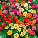 Zinnia Seeds Thumbelina Mix 100 Seeds Open Pollinated Fresh Garden