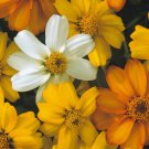 Zinnia Starbright Mix Seeds 25 Seeds Per Packet Fresh Garden