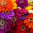 Zinnia Zinnia Flower 100 Authentic Seeds Fresh Garden