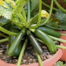 Zucchini Squash Seeds Black Beauty 15 Organic Seeds Vegetable Fresh Garden Zucchini Squash Seeds Black Beauty 15 Organic Seeds Vegetable Fresh Garden