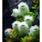 50 Seeds Cat's eye dazzle-long hair curly white Fresh Garden 50 Seeds Cat's eye dazzle-long hair curly white Fresh Garden