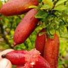 Red Finger Lime kB-8 grafted tree 3ft tall flowers will be soon. No ship to Ca.