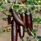 Red Finger Lime grafted tree 2ft tall no shipping CA. Red Finger Lime grafted tree 2ft tall no shipping CA.