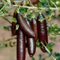 Red Finger Lime grafted tree 2ft tall no shipping CA.