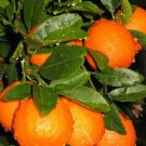 Minneola Tangelo 3ft Tall grafted tree ( no shipping CA)