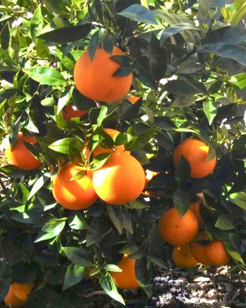 Navel Orange grafted Tree 3ft tall tree. No shipping to Ca.