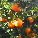 Navel Orange grafted Tree 3ft tall tree. No shipping to Ca.