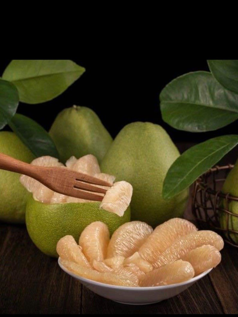 Grapefruit PUMMELO Grafted Tree 3ft tall. (No Shipping CA. )