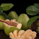 Grapefruit PUMMELO Grafted Tree 3ft tall. (No Shipping CA. )