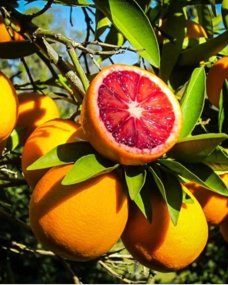 Blood Orange Citrus Tree 3ft grafted tree No shipping Ca
