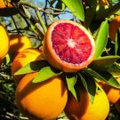 Blood Orange Citrus Tree 3ft grafted tree No shipping Ca