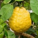 Ponderosa Giant Lemon 3ft grafted tree No ship to CA