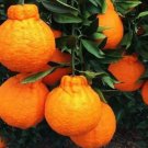 SHIRANUI grafted tree Mandarin Orange Great Flavor fruit 3ft grafted tree ( no shipping Ca)