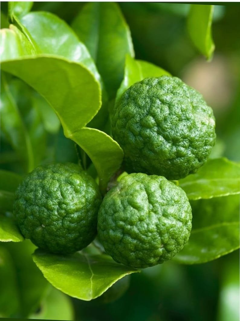 Kaffir lime grafted tree 3ft (No Shipping Ca)