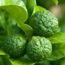 Kaffir lime grafted tree 3ft (No Shipping Ca)