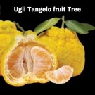 Ugli Tangelo Tree Grafted 3ft grafted tree No Ship to Ca