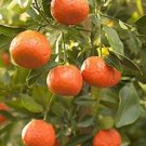 Dancy Tangerine Tree (grafted) 3 Feet Tall No Shipp to CA
