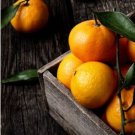 Murcott Honey Mandarin 3ft grafted Tree ( no shipping Ca)