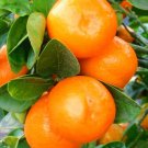 SOUR ORANGE TREE Grafted 3 feet tall tree. No shipping ca