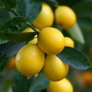 Dwarf Limequat Tree with flowers Lakeland Limequat Tree (grafted) 2ft tall. ( no shipping Ca)