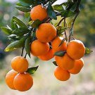 Fallglo Tangerine grafted 3ft -4 Feet Tall ( no shipping Ca)