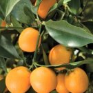 Meiwa sweet kumquat tree grafted 1ft to 2ft No shipping Ca