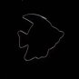 Metal Fish Cookie Cutter Shaper Angel Fish